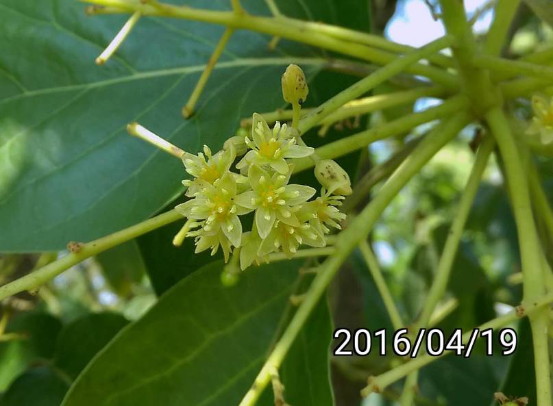 酪梨的花 flowers of avocado, Persea americana